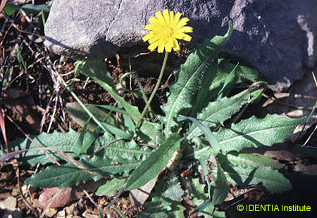 Leontodon tuberosus