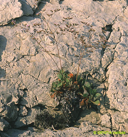 Limonium scopulorum