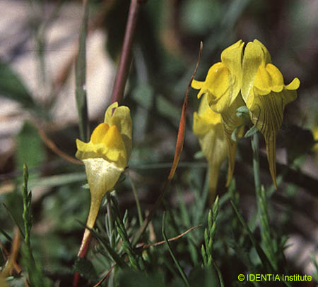 Linaria supina