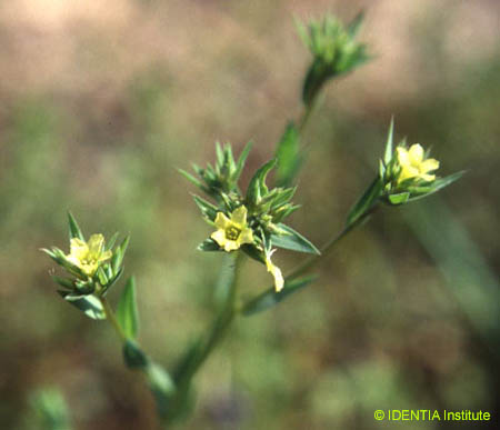 Linum strictum(2)