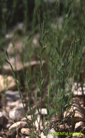 Lolium rigidum