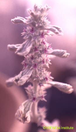 Marrubium vulgare