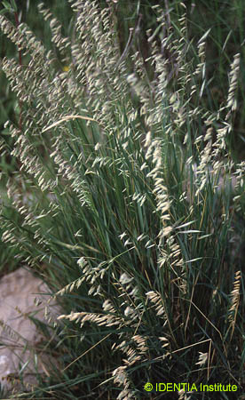 Melica minuta