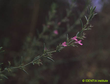 Micromeria graeca