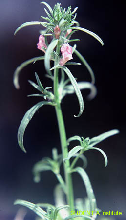 Misopates orontium
