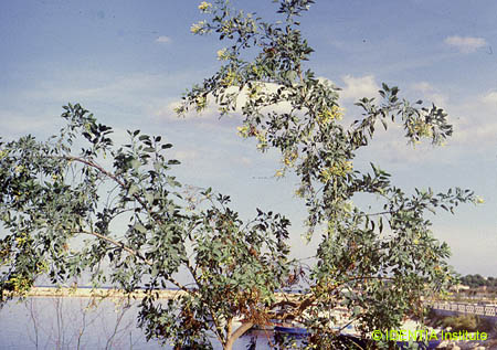 Nicotiana glauca