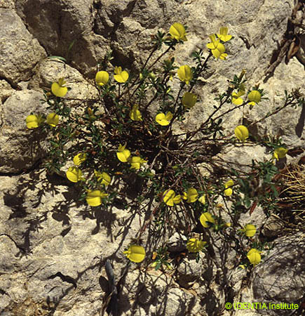 Ononis minutissima