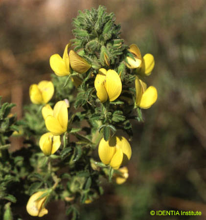 Ononis natrix