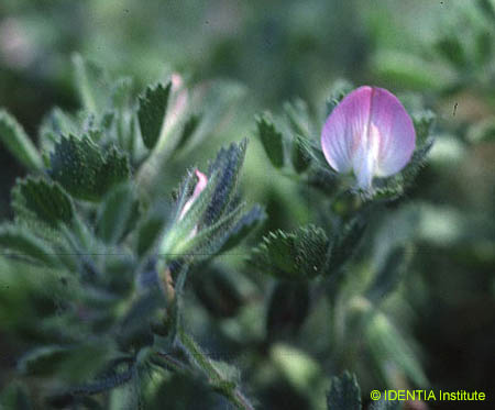 Ononis reclinata(2)