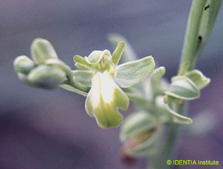 Oprhys lupercalis (albina)