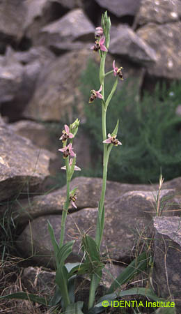 Oprhys scolopax