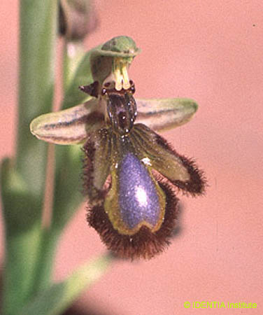 Oprhys speculum