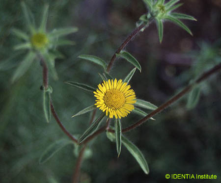 Pallensi spinosa