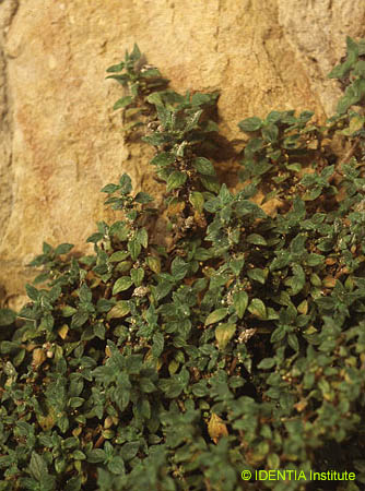 Parietaria judaica
