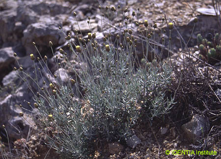 Phagnalon rupestre