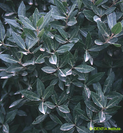 Phillyrea latifolia