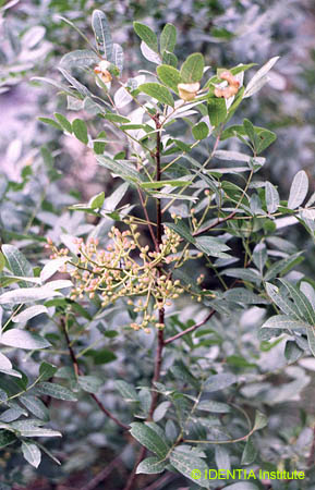 Pistacia terebinthus