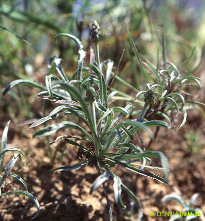 Plantago albicans