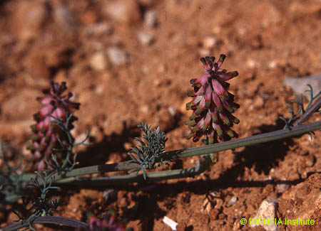 Platycapnos spicata