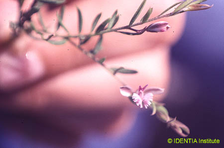 Polygala rupestris