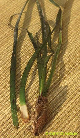 Posidonia oceanica