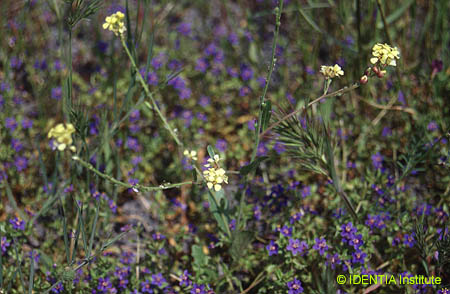 Rapistrum rugosum