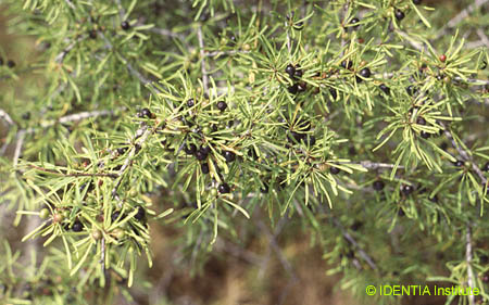 Rhamnus lycioides