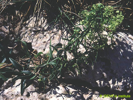 Rubia peregrina