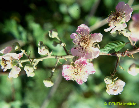 Rubus ulmifolius