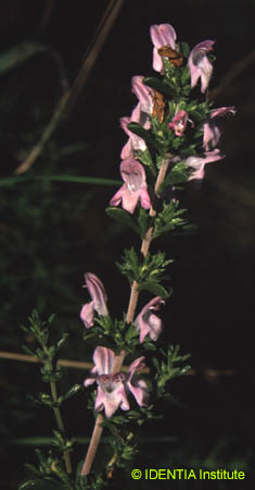 Satureja obovat(2)