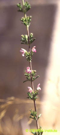 Satureja obovata