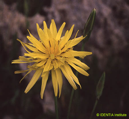 Scorzonera hispanica