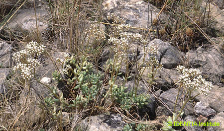 Sedum album