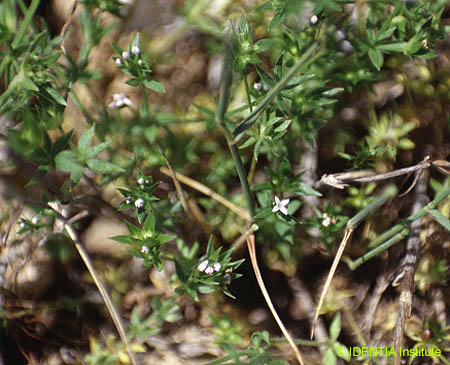 Sherardia arvensis