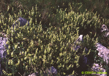 Sideritis dianica