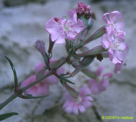 Silene hifacensis(4)