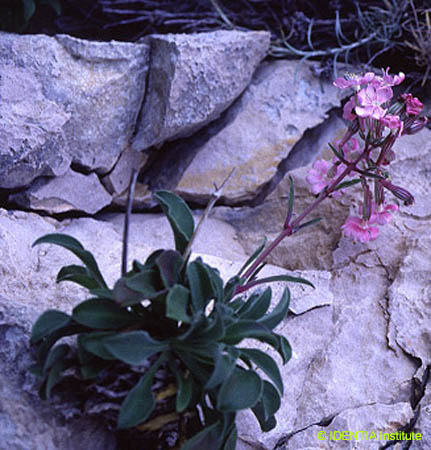 Silene hifacensis