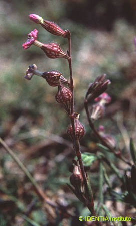Silene sclerocarpa(2)