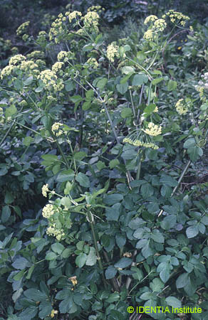 Smyrnium olusatrum