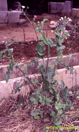 Sonchus oleraceus