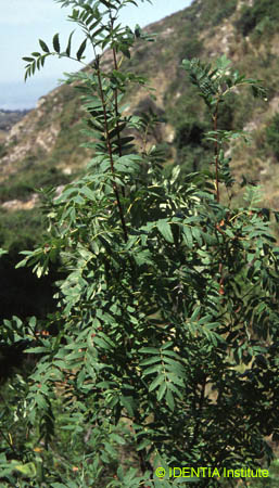 Sorbus domestica