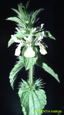 Stachys ocymastrum