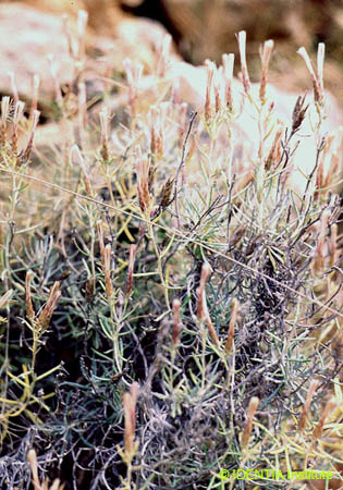 Staehelina  dubia