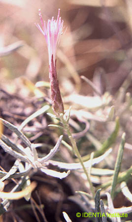 Staehelina dubia(2)