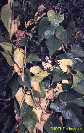 Tamus communis(2)