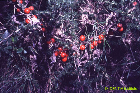 Tamus communis