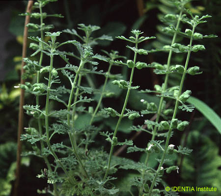 Teucrium botrys(3)