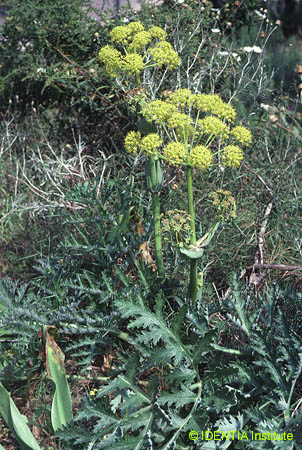 Thapsia villosa
