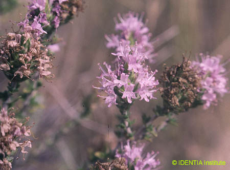 Thymbra capitata