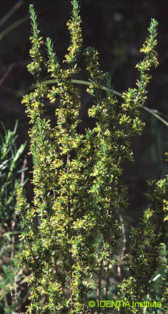 Thymelaea argentata